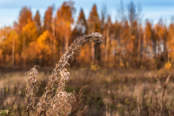 A branch of dried willow-herb on the background of the autumn forest