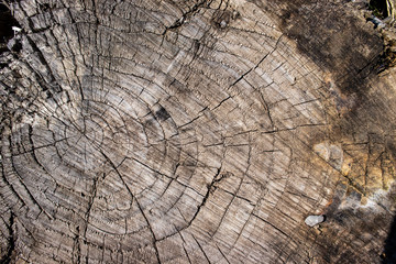 Tree stump wood bark grain texture vintage background