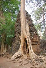 Crocodile Tree in Ta Prohm Temple (tree temple) in Angkor Wat complex in Cambodia where Laura Croft...