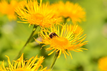 Шмель на желтом цветке в солнечный день.