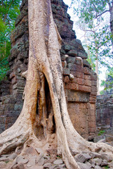 Crocodile Tree in Ta Prohm Temple (tree temple) in Angkor Wat complex in Cambodia where Laura Croft...