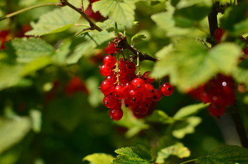 Fototapeta premium Bright red currants on the bush