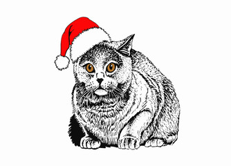 Graphical cat in Santa Claus hat isolated on white background,vector new year illustration