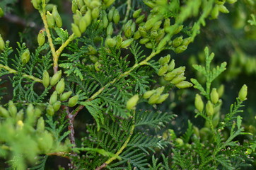  Blooming western thuja or white cedar, cypress family
