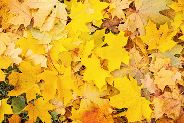Yellow autumn leaves Beautiful autumn leaves yellow branches abstract background, leaf fall concept - Image
