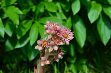 Blooming bright pink rabbit cabbage