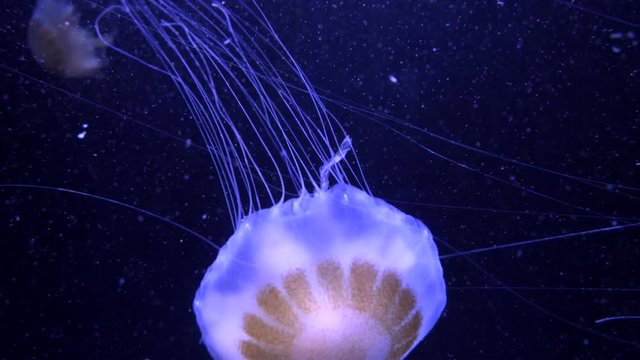 Beautiful pink Jellyfish in Paris Aquarium, France, 4k footage video