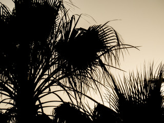  Palm tree at sunset sky. Timelapse of palm tree at sunset.   Silhouette of palm leaves against golden sky.