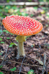 Fly agaric mushroom