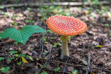 Fly agaric mushroom