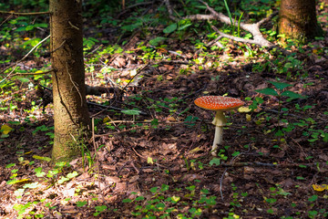 Fly agaric mushroom