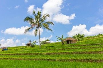 cocotier dans rizière avec cabane