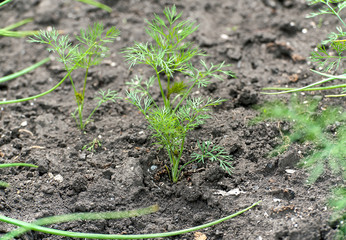 Fresh dill (Anethum graveolens) growing on the vegetable bed. Annual herb, family Apiaceae.  Growing fresh herbs. Green plants in the garden, ecological agriculture for producing healthy food concept