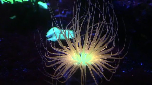 Beautiful colorful fluorescence Sea Anemone in Paris Aquarium, France, 4k footage video