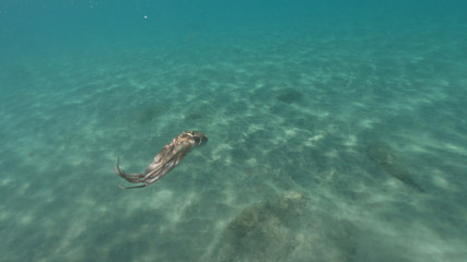 Obraz premium Underwater photo of octopus swimming in tropical exotic Mediterranean sandy beach with turquoise sea