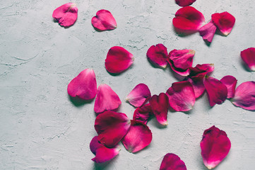rose petals on a gray background. Beautiful banner with rose petals with place for text. Romantic and love concept
