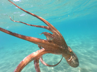 Underwater photo of octopus swimming in tropical exotic Mediterranean sandy beach with turquoise sea - Powered by Adobe