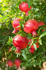 Ripe pomegranates fruit hanging on a  tree  branch in the garden.