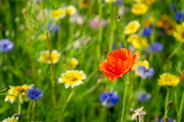 field or meadow of wild flowers - poppy flower