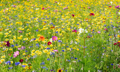 field of wild flowers