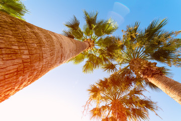 Retro toned image of beautiful exotic coconut palm tree tops with big leaves on the summer sky background