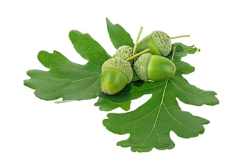 Green acorns and oak leaves isolated on a white background