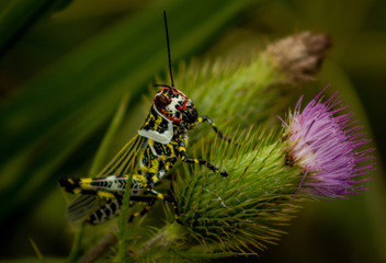 Saltamontes multicolor