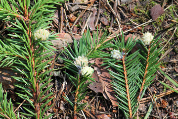 Obraz premium Galls of Adelges tardus on branches of Picea abies (European, spruce). July, Belarus