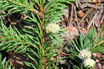 Galls of Adelges tardus on branches of Picea abies (European, spruce). July, Belarus