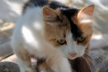 cat on the roof