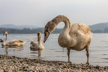 Swans in the Varese's lake, lombardy