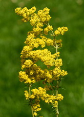 Labkraut, Galium, Verum, Echtes,