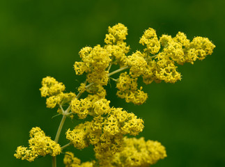 Labkraut, Galium, Verum, Echtes,