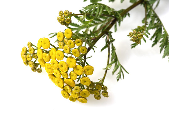 Rainfarn, Tancy, Tanecetum vulgare