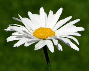 Obraz premium Sommer Margerite, Leucanthemum, maximum