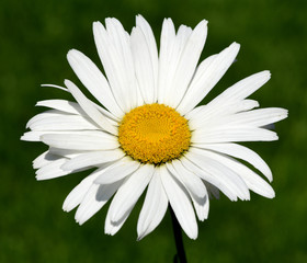 Fototapeta premium Sommer Margerite, Leucanthemum, maximum