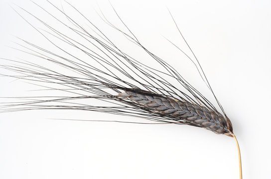 Schwarzer Emmer, Triticum, dicoccon, Weizenart