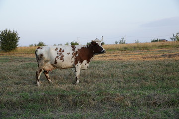 a big beautiful white cow with brown spots and a big udder on a meadow. Grazing cattle. Agriculture and livestock. Farm.
