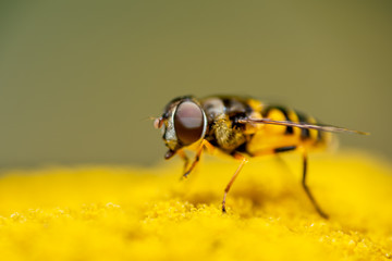 Closeup of an insect in the garden
