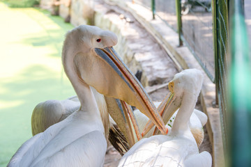 Pelican in the zoo. Pink pelican with long beak and forelock in profile.