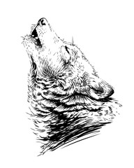 The wolf howls.Sketchy, graphical,  portrait of a wolf head on a white background.