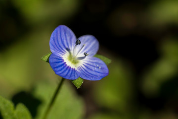Naklejka premium Flor azul silvestre
