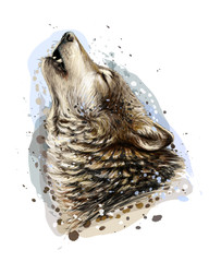 The wolf howls. Sketchy, graphical, color portrait of a wolf head on a white background with splashes of watercolor.