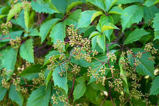 Leaves of green wild grapes with large raindrops in the light, close-up with blurred background.Green leaves of wild grapes with flowers. Summer time. Background from green leaves.