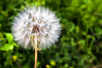 Dandelion with seeds closeup on blurred green background
