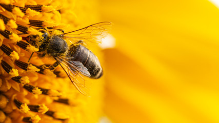 Bee in a yellow pollen, collects sunflower nectar - obrazy, fototapety, plakaty