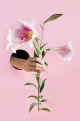 Female hand holding pink lily in paper hole.
