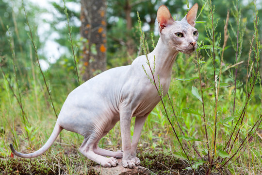 Sphynx cat standing in point in green grass, walking outdoors