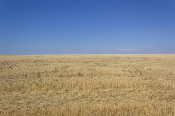 farm yellow wheat field landscape and blue sky