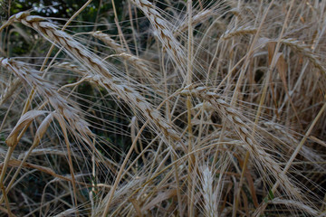 close up of ripe coen of ears of wheat on farm countryside land 